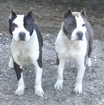 can a american staffordshire terrier live in malta