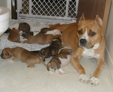 A red American Staffordshire Terrier is laying against a wall and to the leftt is a litter of Staffordshire puppies laying on a blanket.