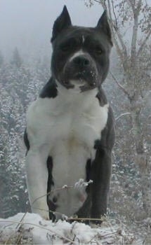 A black with white American Staffordshire Terrier is standing on a snow mound and it is looking over it.