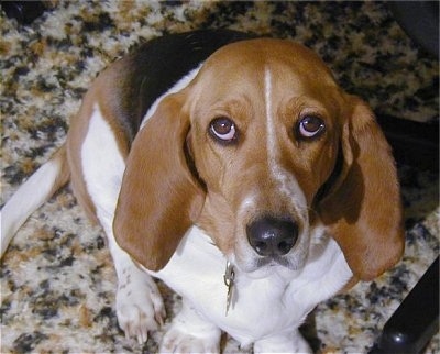 Close Up - Henrietta the Basset Artesian Normand Puppy sitting on a carpeted floor