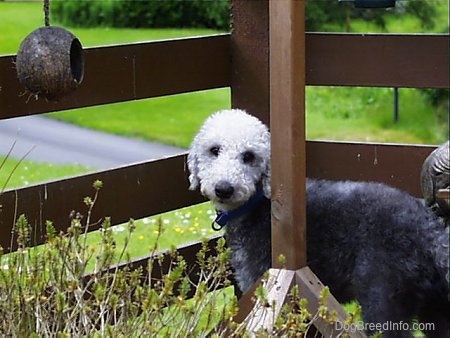 Brenin the Bedlington Terrier standing in front of a fence and behind a wooden post