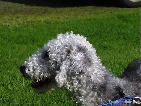 Bedlington Terrier dog outdoor pic