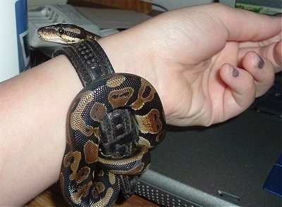 A baby ball python is beginning to wrap itself around a persons arm.