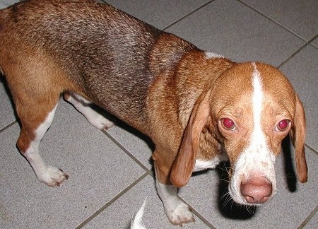 Barney the Beagle standing on a tiled floor