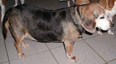 Left Profile - Rocky the Beagle standing on a tiled floor with other dogs behind him