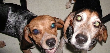 Close Up - Johnnie and Buddy the Beagles looking up at the camera
