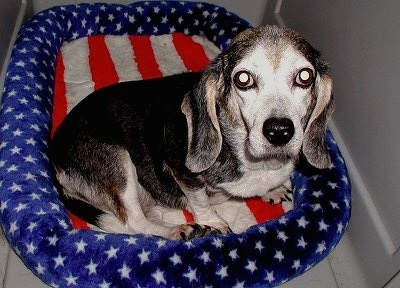 Jessie the Beagle laying on an American Flag Dog Bed