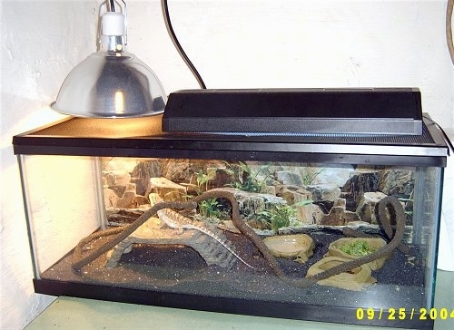 A Bearded Dragon is standing on a rock bridge inside of a glass cage. It is looking up at a heated lamp.