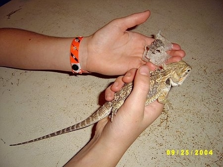 A Bearded Dragon is being held by a person in there right hand and in their left hand is the skin the bearded dragon has shed.