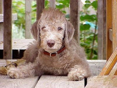 Bedlington Terrier dog on vacation