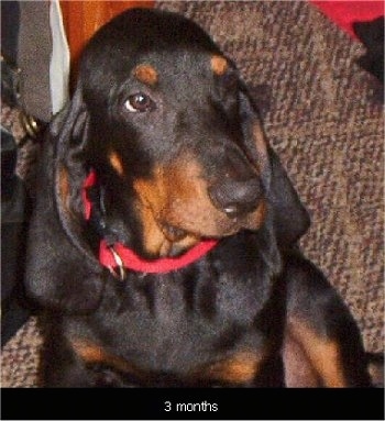 Copper the Black and Tan Coonhound puppy wearing a red collar sitting on a couch and looking to the left with the words '3 months' overlayed