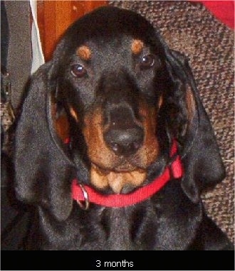 Copper the Black and Tan Coonhound puppy sitting on a couch and looking at the camera holder with the words '3 months' overlayed