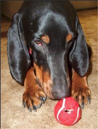 Cooper the Black and Tan Coonhound laying with a red tennis ball toy in front of it