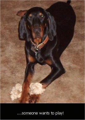 Copper the Black and Tan Coonhound laying on a carpet with a dog rope toy in front of it and the words '....someone wants to play!' overlayed