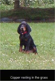 Copper the Black and Tan Coonhound puppy sitting in the middle of a field with the words 'Copper resting in the grass' overlayed