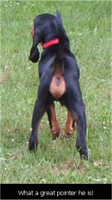 Cooper the Black and Tan Coonhound puppy with his back to the camera holder with the words 'What a great pointer he is!' overlayed