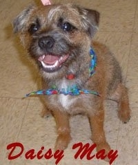 Daisy May the Border Terrier sitting on a tiled floor with the words 'Daisy May' overlayed in red letters