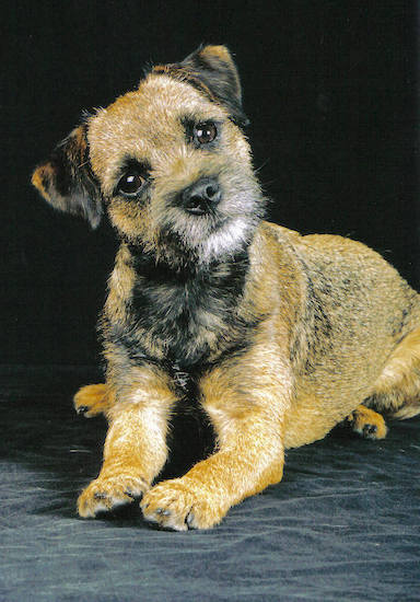 Border Terrier laying on a black backdrop with its head tilted to the right