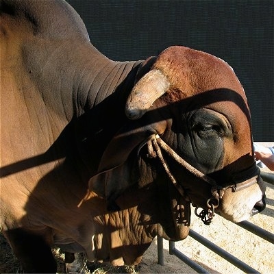 Close Up - The right side of a Brahma Bull that is standing on wood chips