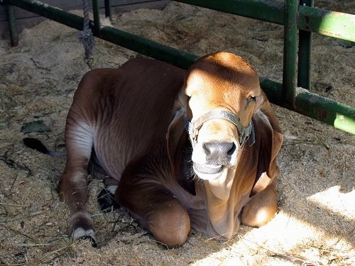 A young Brahma Bull laying on wood chips with a metal fence behind him