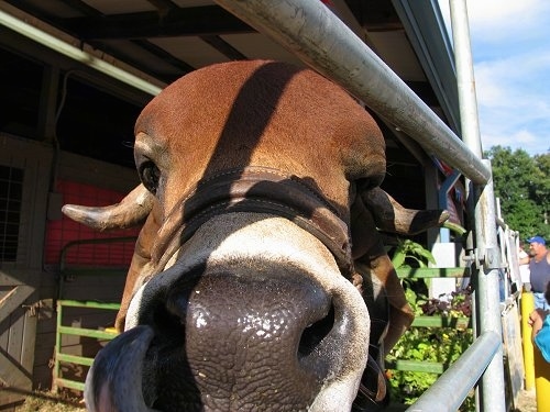Close Up - The face of a Brahma Bull showing its big nose. The Brahma Bulls face is coming out through a gate in front of it.