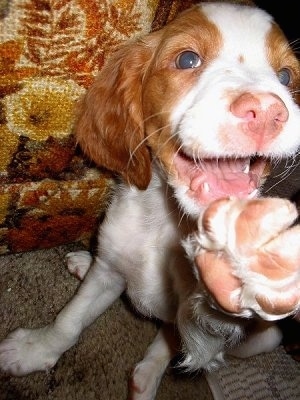Close Up - Chewie the Brittany Spaniel puppy pawing at the camera holder