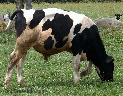 The right side of a black and white bull eating grass.