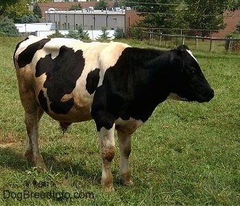 A black and white baby bull is standing in a lawn and it is looking to the right.