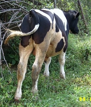 The backside of a baby bull standing in front of a wooded area.