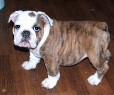 olde english bulldogge colors red brindle