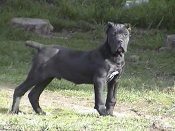 63+ Cane Corso Silver Brindle