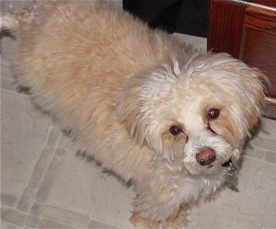 Sammy the Chinese Crested Powderpuff is standing on a tiled floor in front of a wooden cabinet