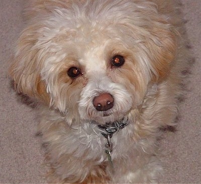 Sammy the Chinese Crested Powderpuff is sitting on a carpet and looking up at the camera holder