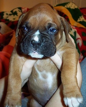 A brown Boxer puppy with a grumpy face is being held up in the air belly-out in the hands of a person