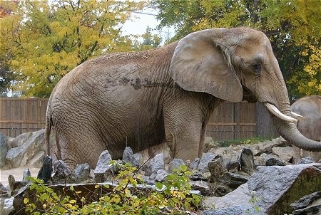 The right side of an Elephant standing behind a bunch of rocks