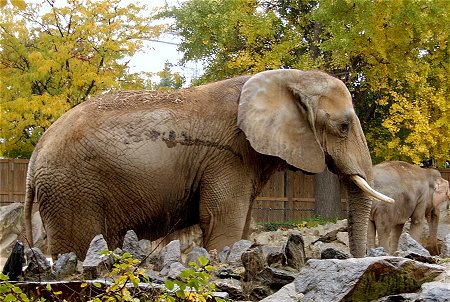 Close up - The right side of an Elephant that is standing behind a bunch of rocks with a second Elephent behind it.