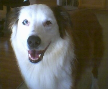 Close Up - Tiberius Encinitas Rex the tan and white English Shepherd is standing on a rug. His mouth is open and it looks like he is smiling