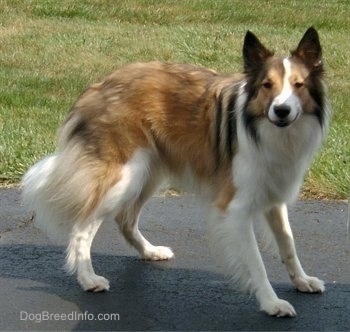 A long coated brown and white with black Farm Collie is standing on a blacktop surface. Its ears are perked standing upright and its nose is all black.
