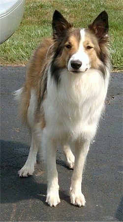 farm collies for sale