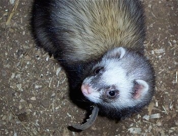 Close up - A Ferret is standing on a ground that has wood chips and dirt all over it. The ferret is looking up and to the left. Its brown leather collar is sticking out to the side.
