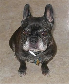 Close Up - A graying black with white French Bulldog is sitting in a house looking up at the person holding the camera.