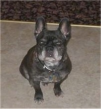 A graying black French Bulldog is sitting in a house and it is looking up. The French Bulldog looks like a grizzled veteren