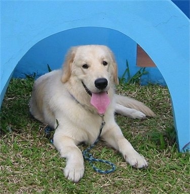 A happy cream-colored Golden Retriever is laying in grass under a blue tent with its tongue sticking out.