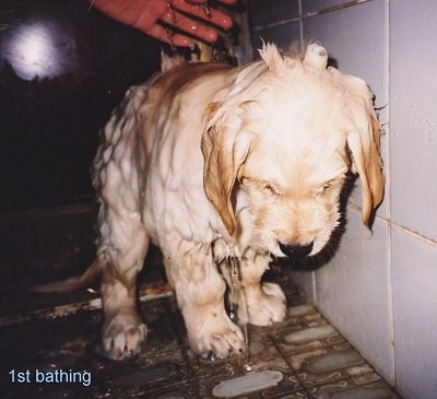 A cream-colored Golden Retriever puppy is covered in water and soap looking down