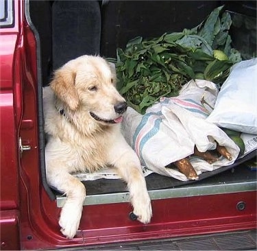 A cream-colored Golden Retriever is laying in a red mini-van vehicle with the sliding door open next to a bunch of groceries