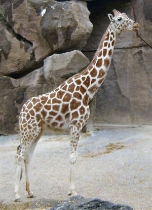 Giraffe standing on sand with a large rock structure behind it