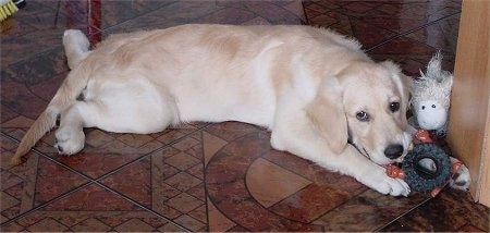 A cream-colored Golden Retriever puppy is laying down on a brown tiled floor with a dog toy in its front paws