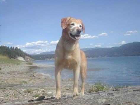 A Golden Labrador is standing on a rocky surface front of a large body of water with mountains in the distance.
