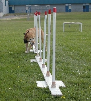 A Golden Labrador in a black bandana is weaving in between poles on an agility course