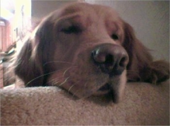 Close Up head shot - The face of a Golden Retriever sleeping on the back of a chair